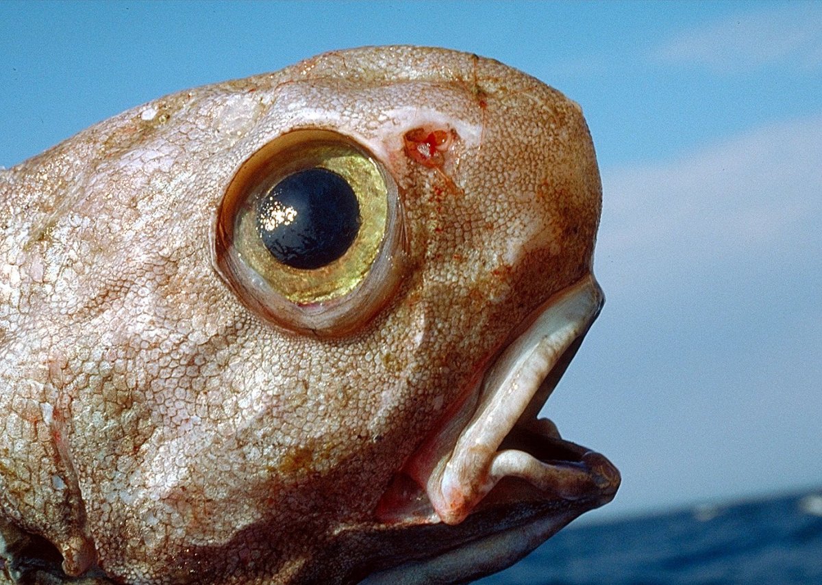 Необычные рыбы