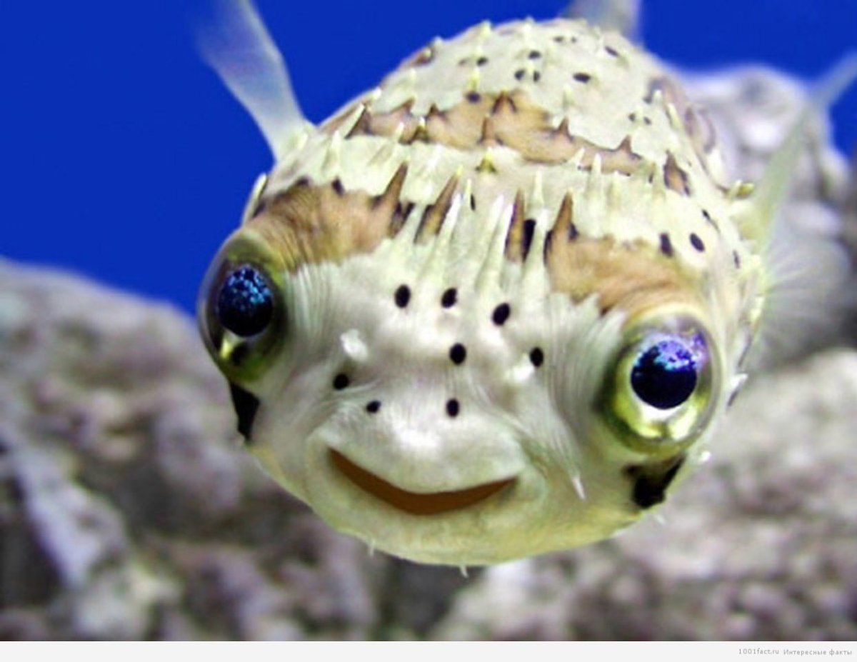 Маленькая морская рыбка