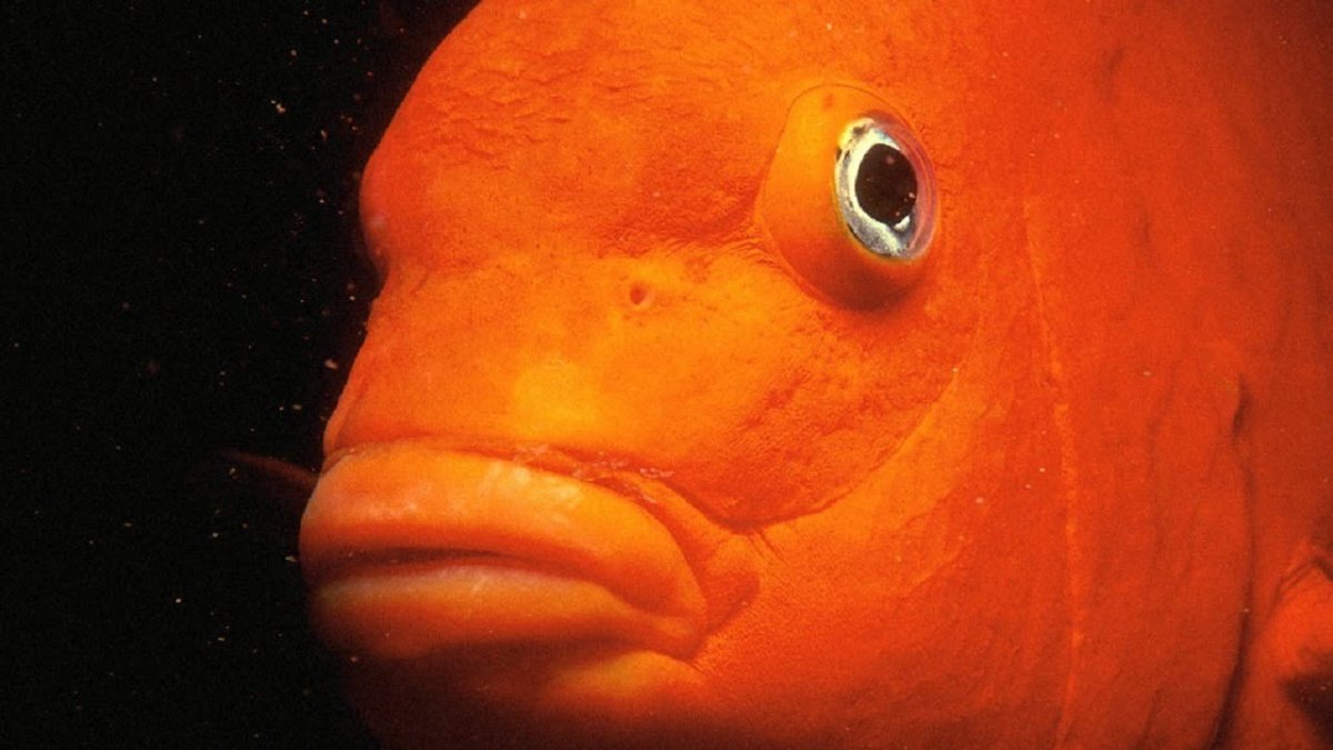 Телескопик рыбка аквариумная