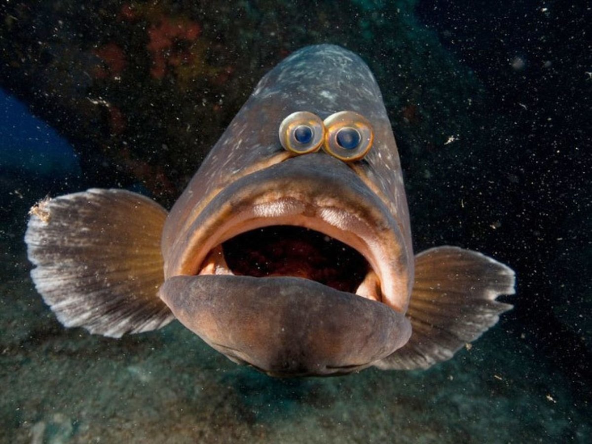 Морская рыба Дора