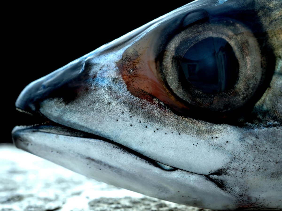 Рыба с выпученными глазами