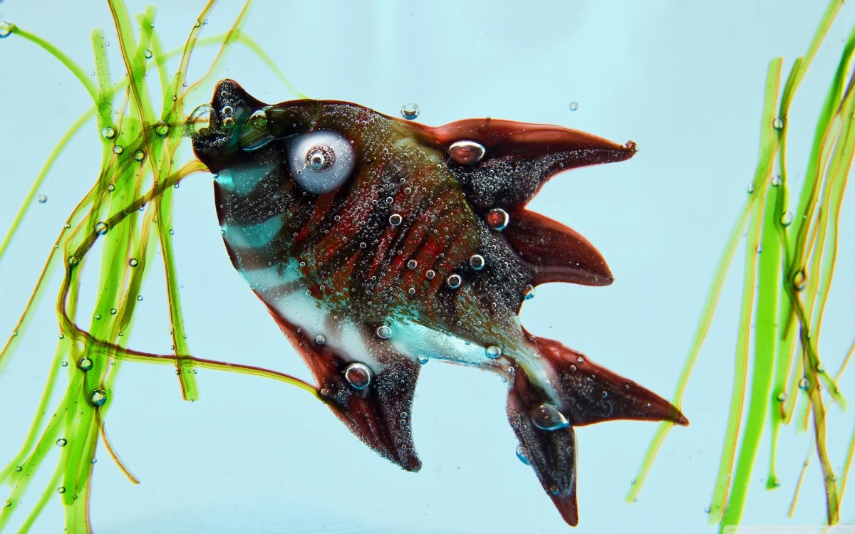 Глаза белой акулы