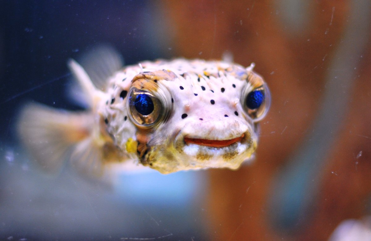 Золотая рыбка Звездочет