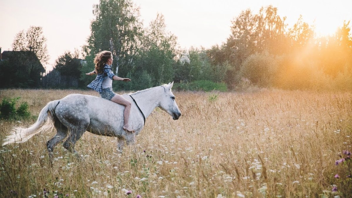 Лошадь сидит