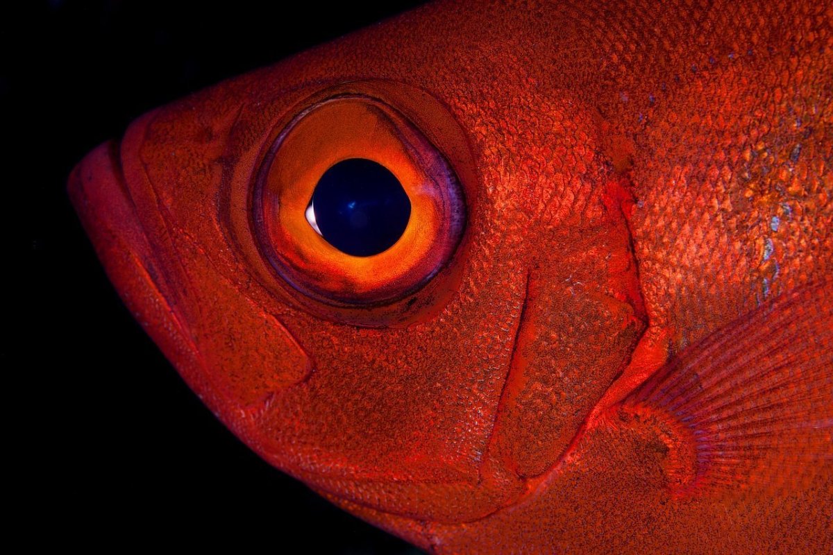 Рыбка Звездочет