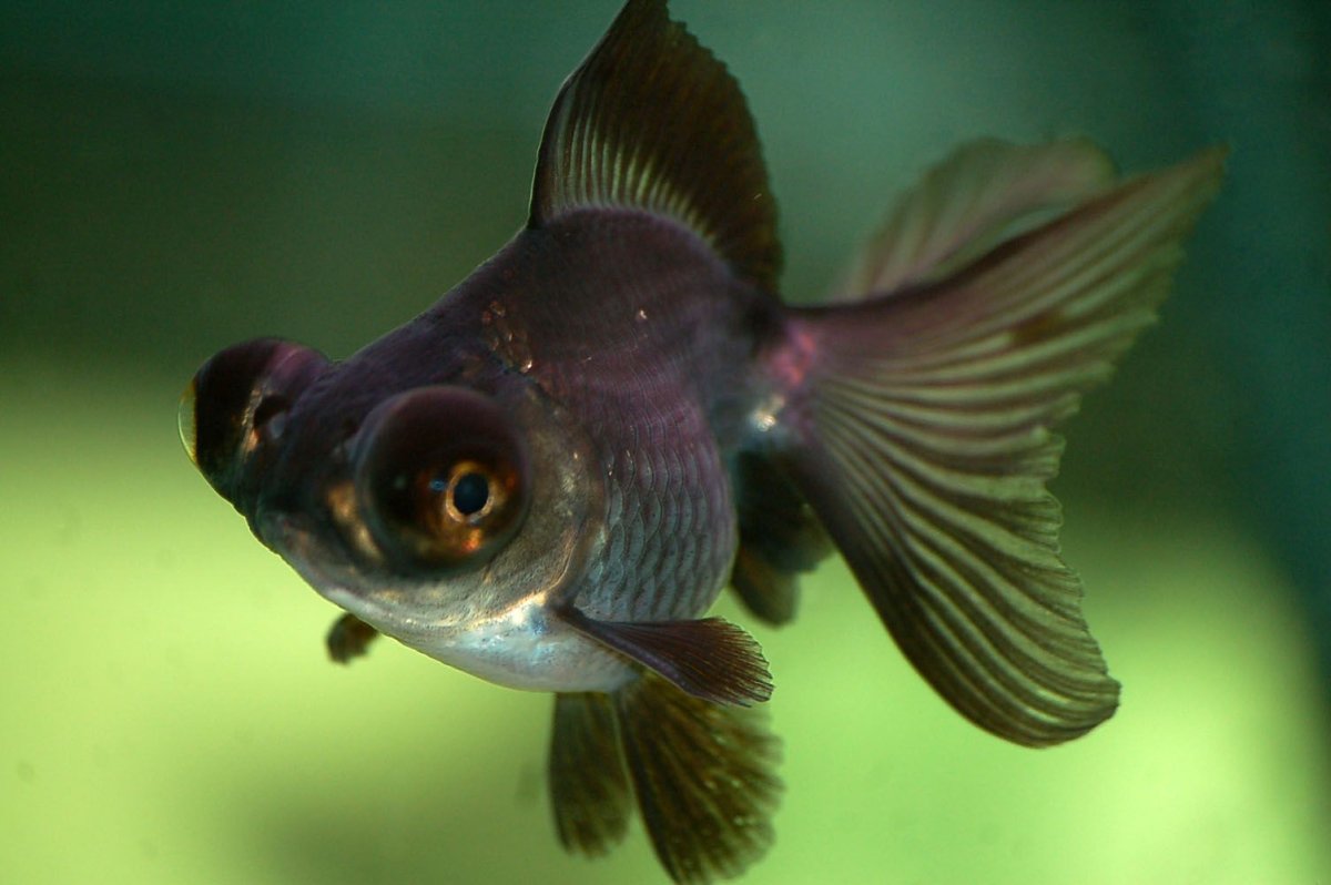 Рыба еж фугу