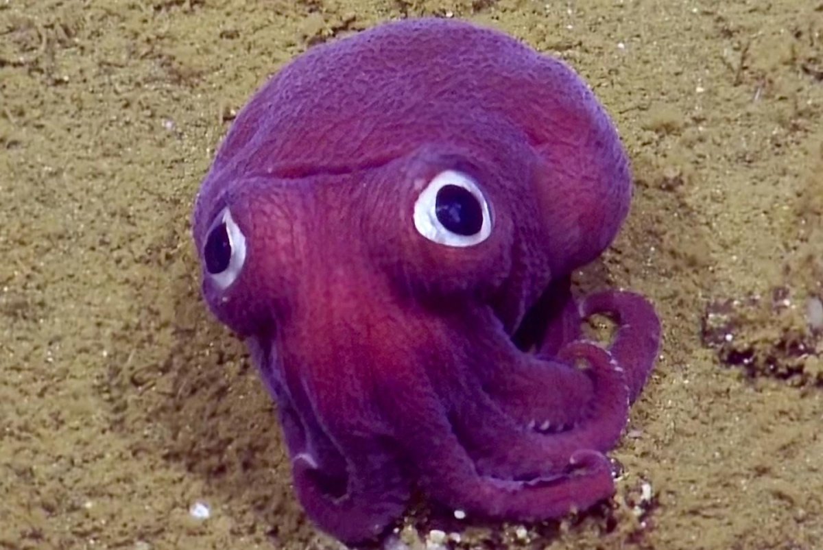 Морская камбала