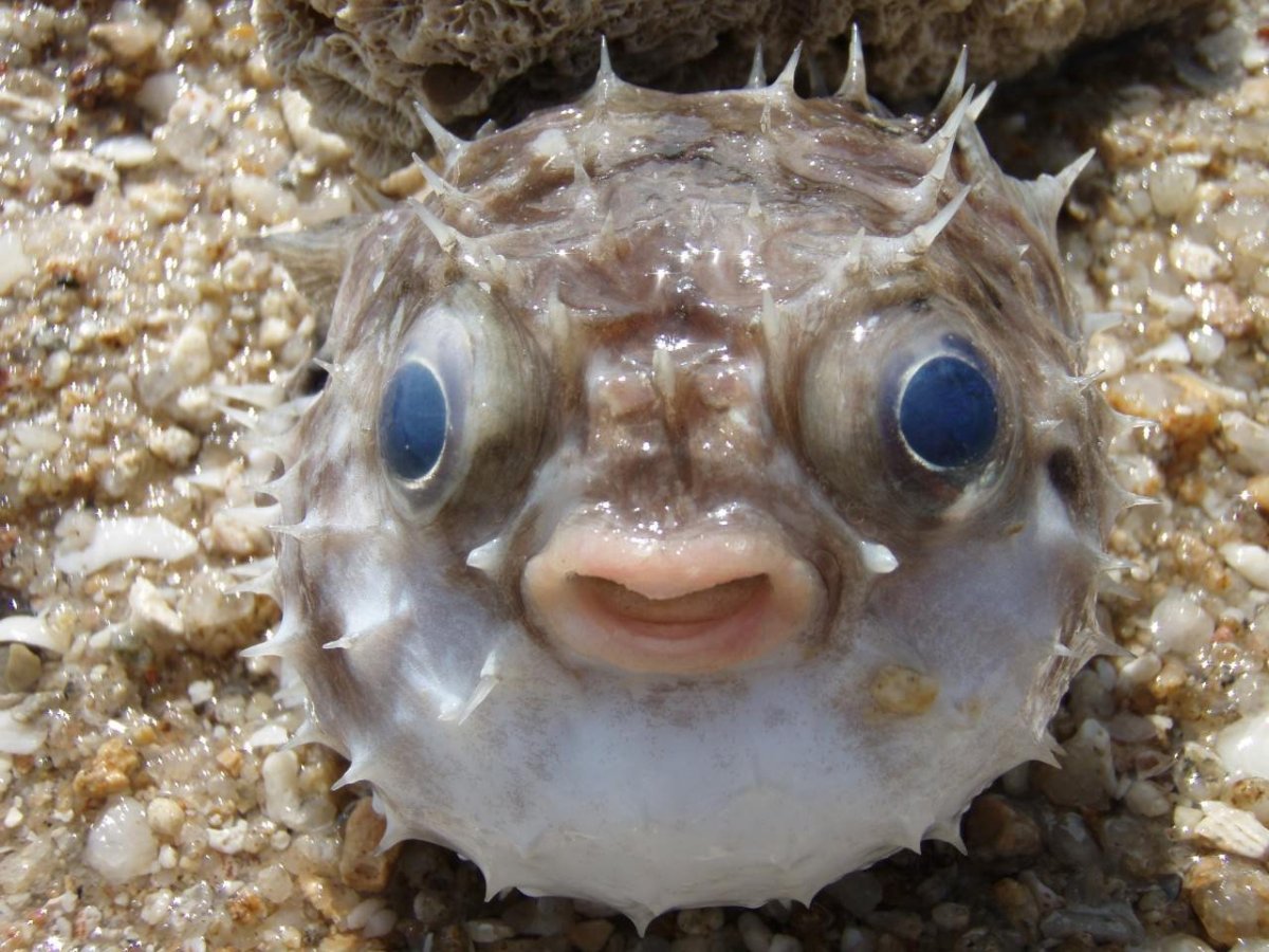 Глаза морских животных