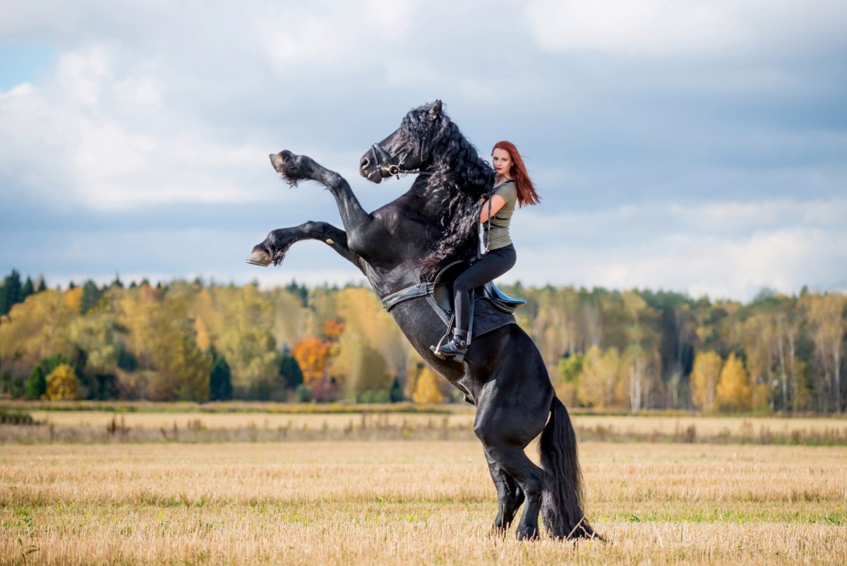 Лошадь на дыбы