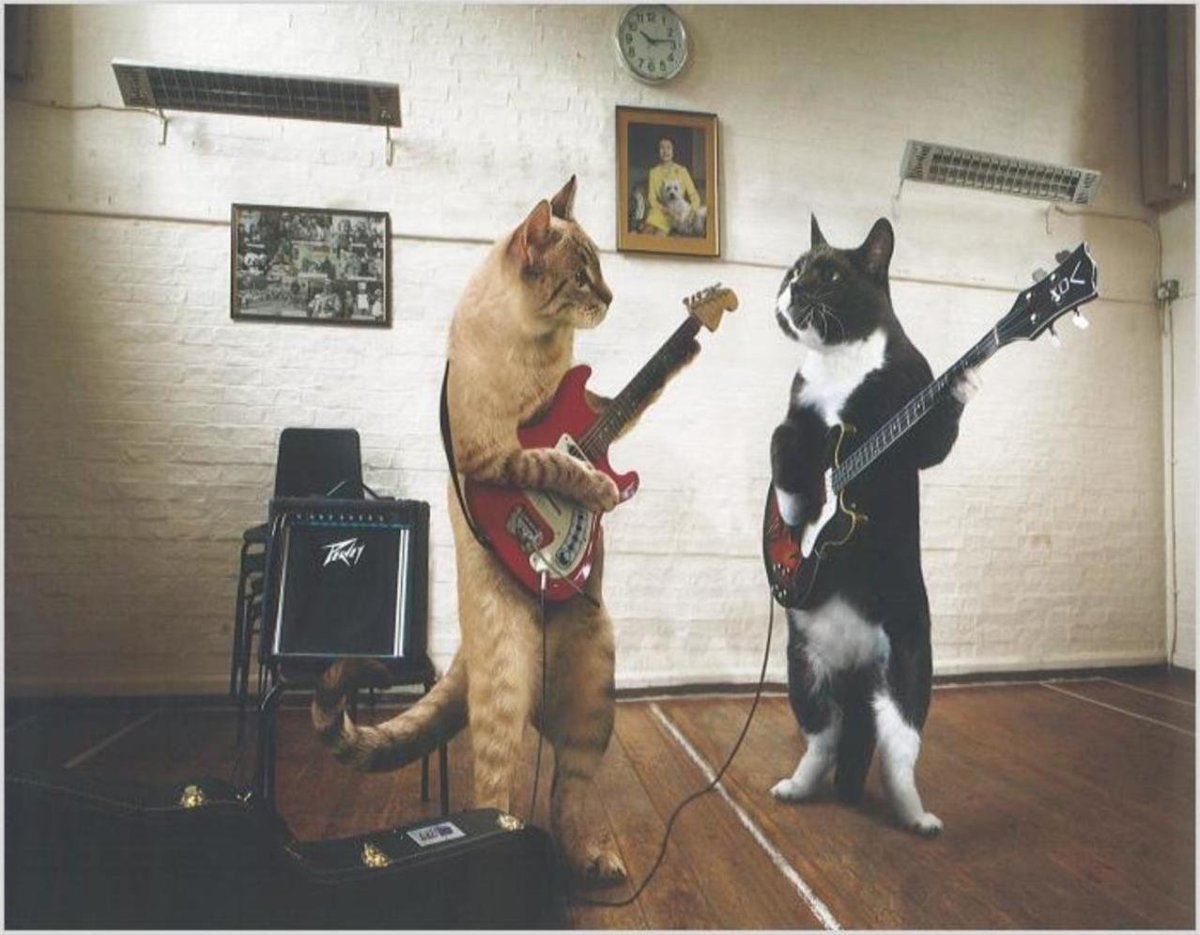 Кот поет прикол