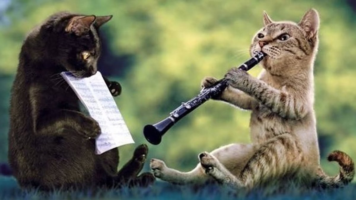 Приколы про животных с озвучкой про котов