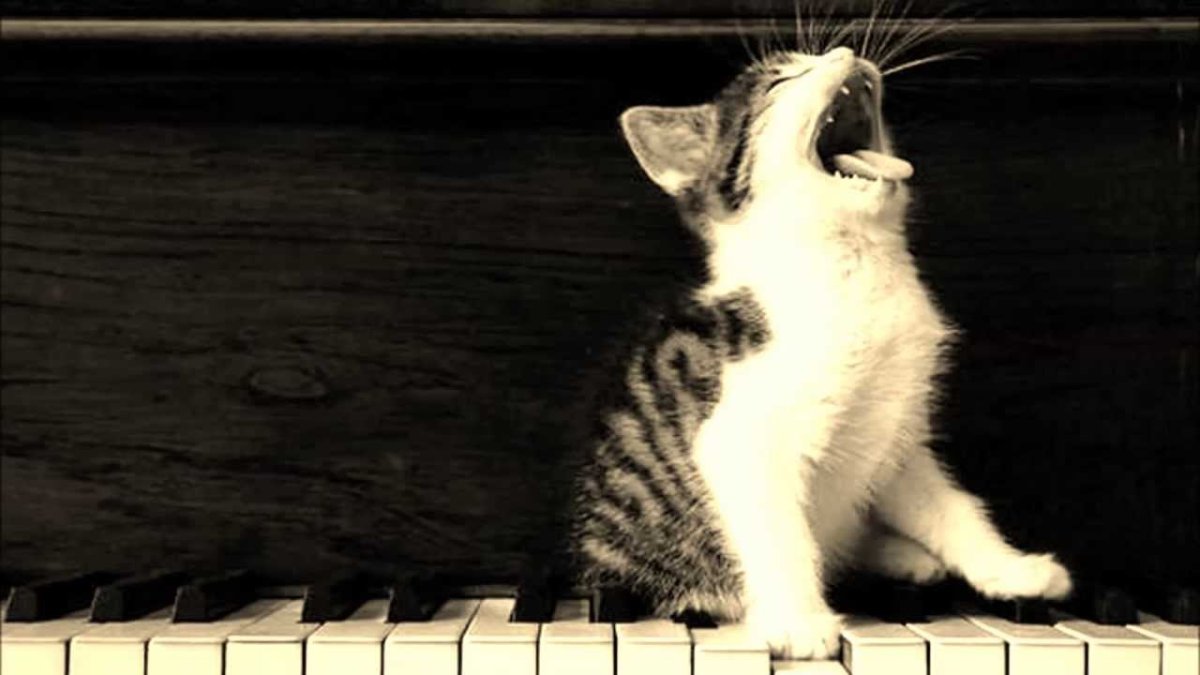 Кот играет на пианино