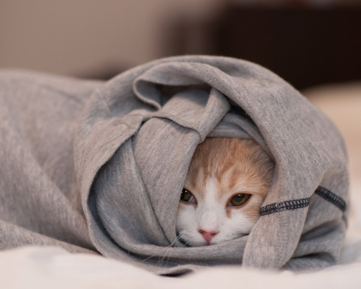 Настроение укутаться в плед