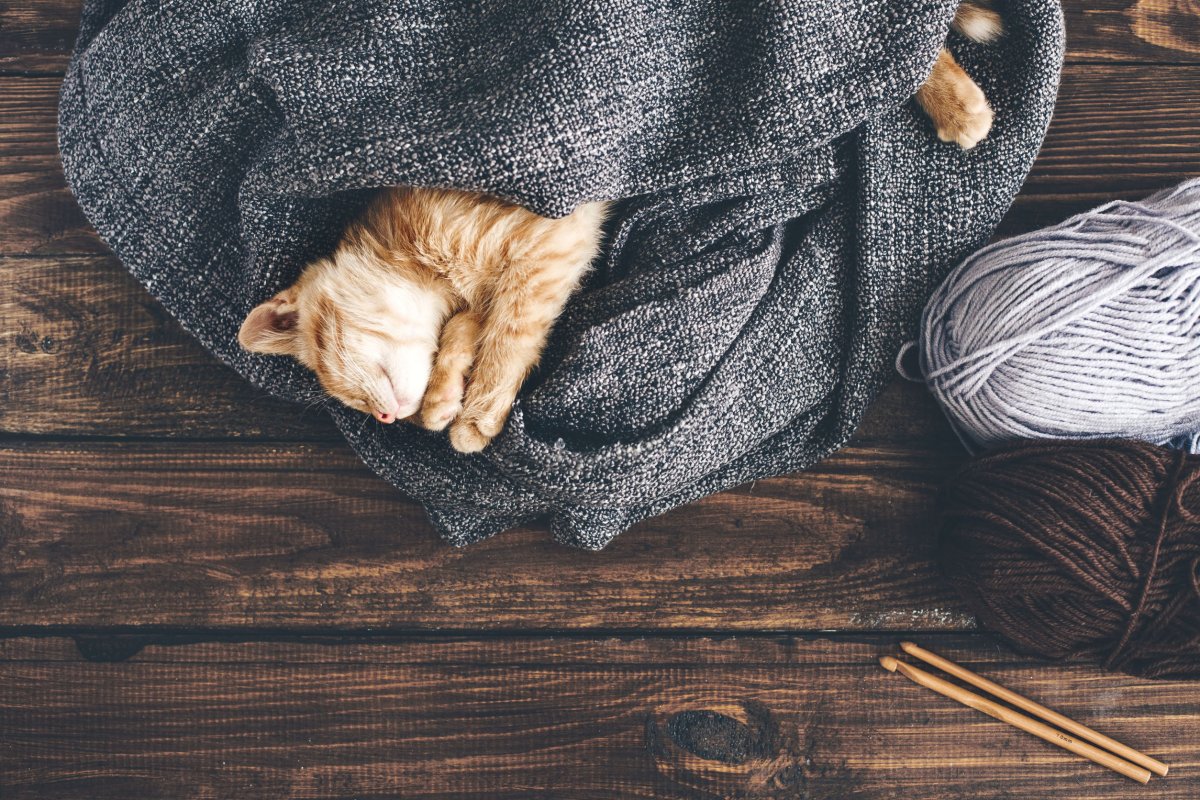 Эстетика кот в одеяле