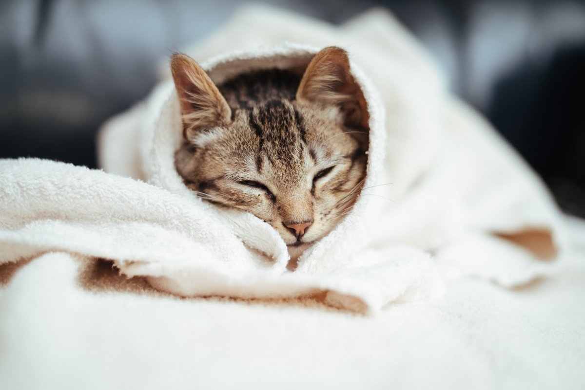 Кот под одеялом