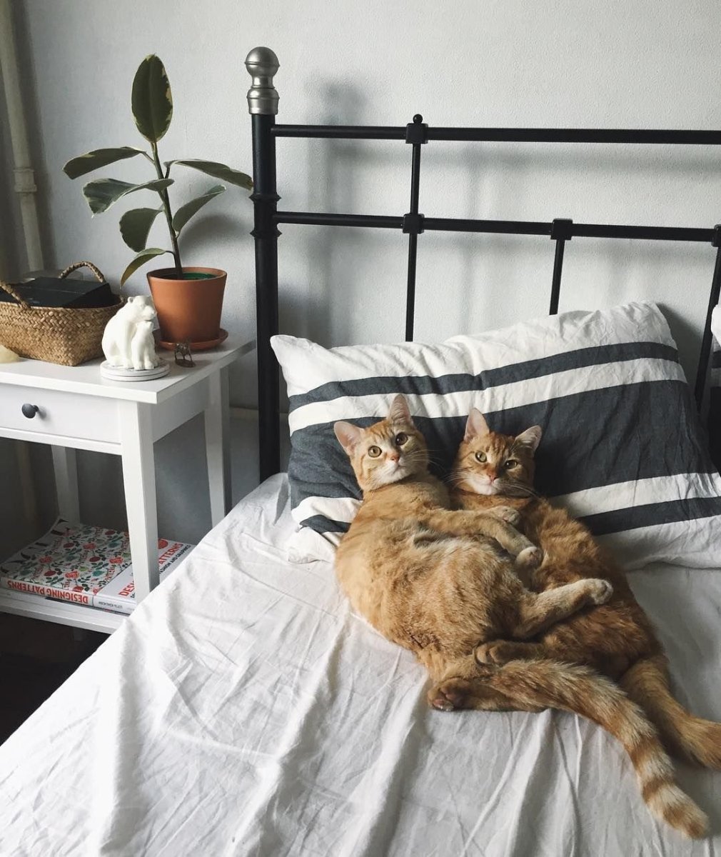 Кот в кровати