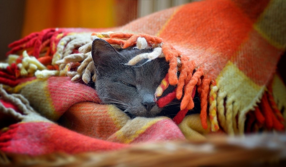 Пушистые коты и кофе