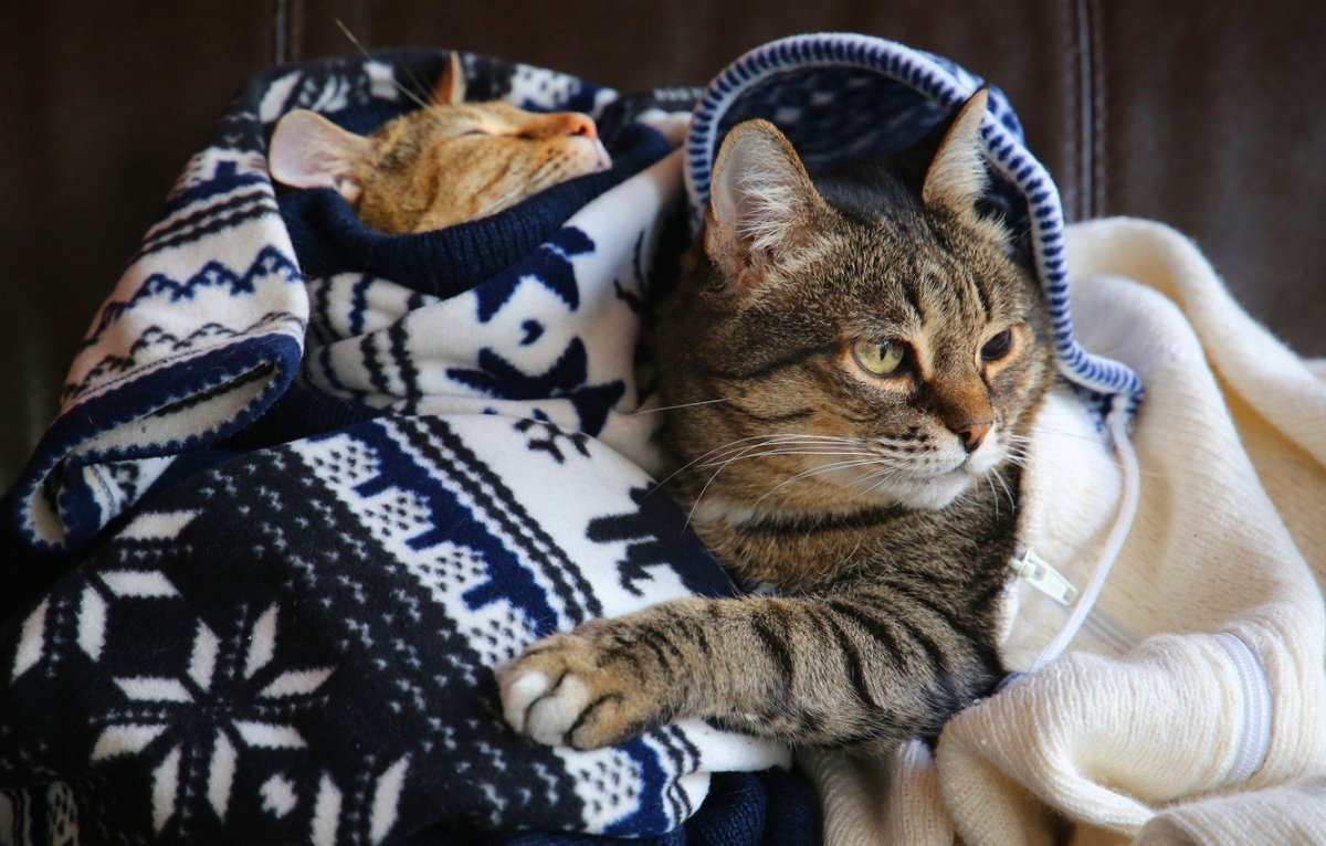 Кот в кровати под одеялом