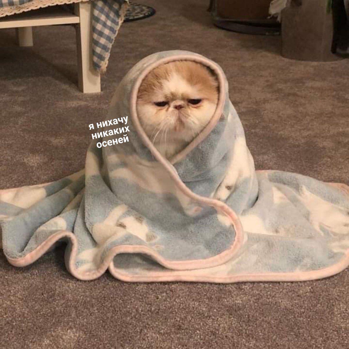 Кот в пледе