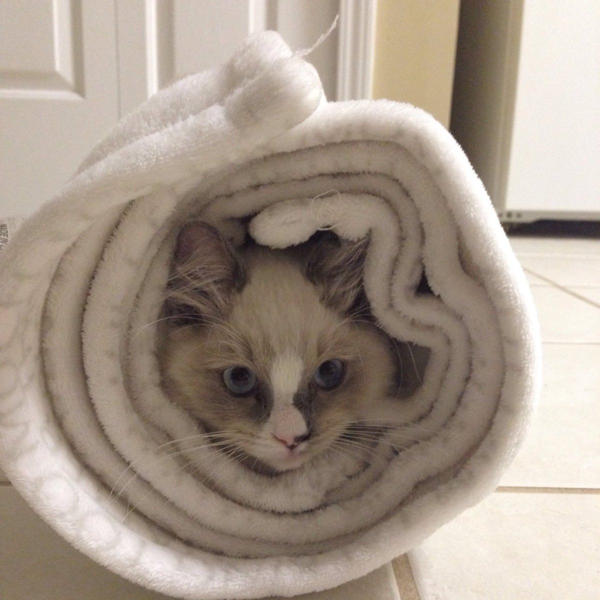 Кошка под пледом