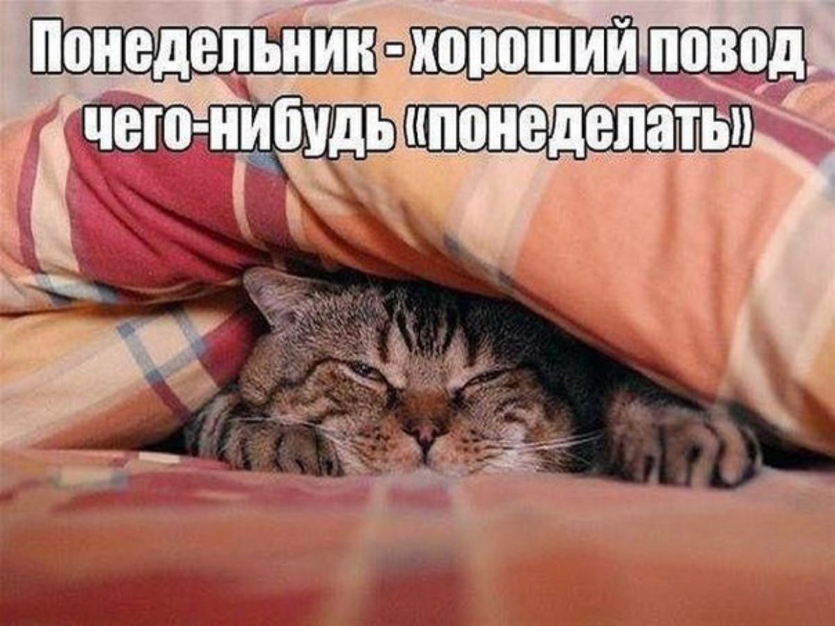 Кот в одеяле