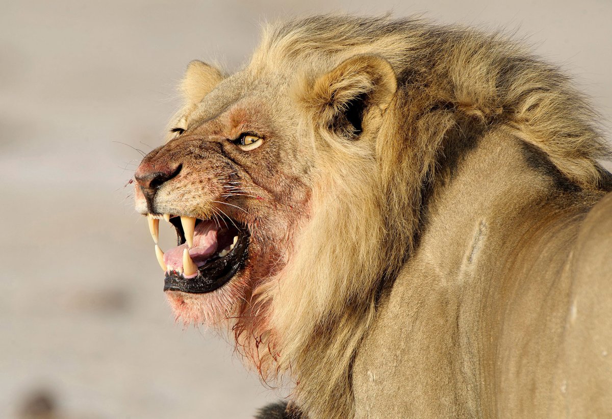 Большие Хищные животные