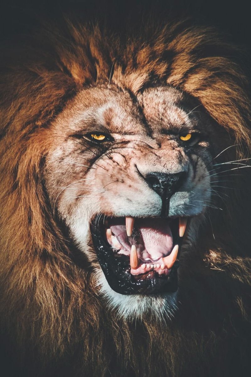 Пол лица Льва