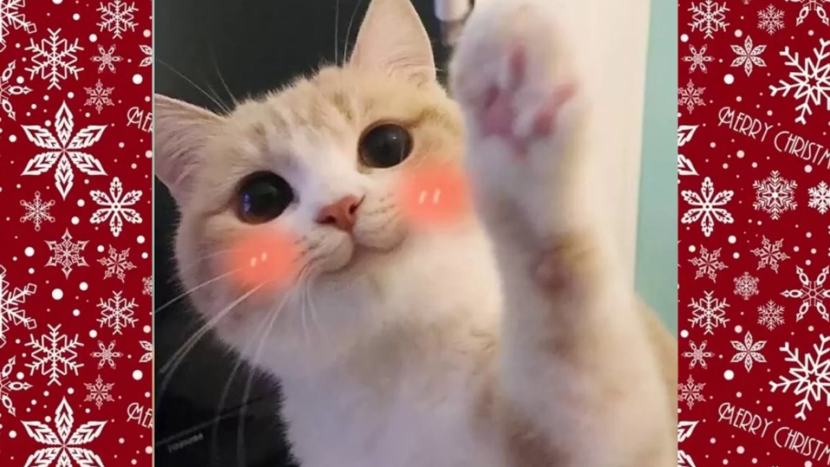 Британская шиншилла Уоби