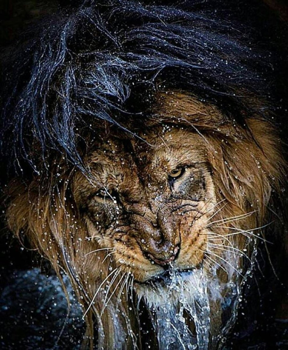 Некрасивый Лев