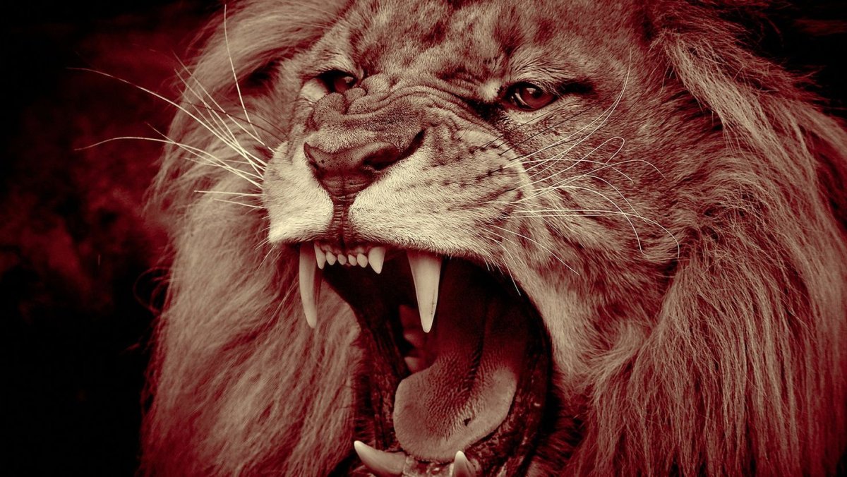 Лев рычит