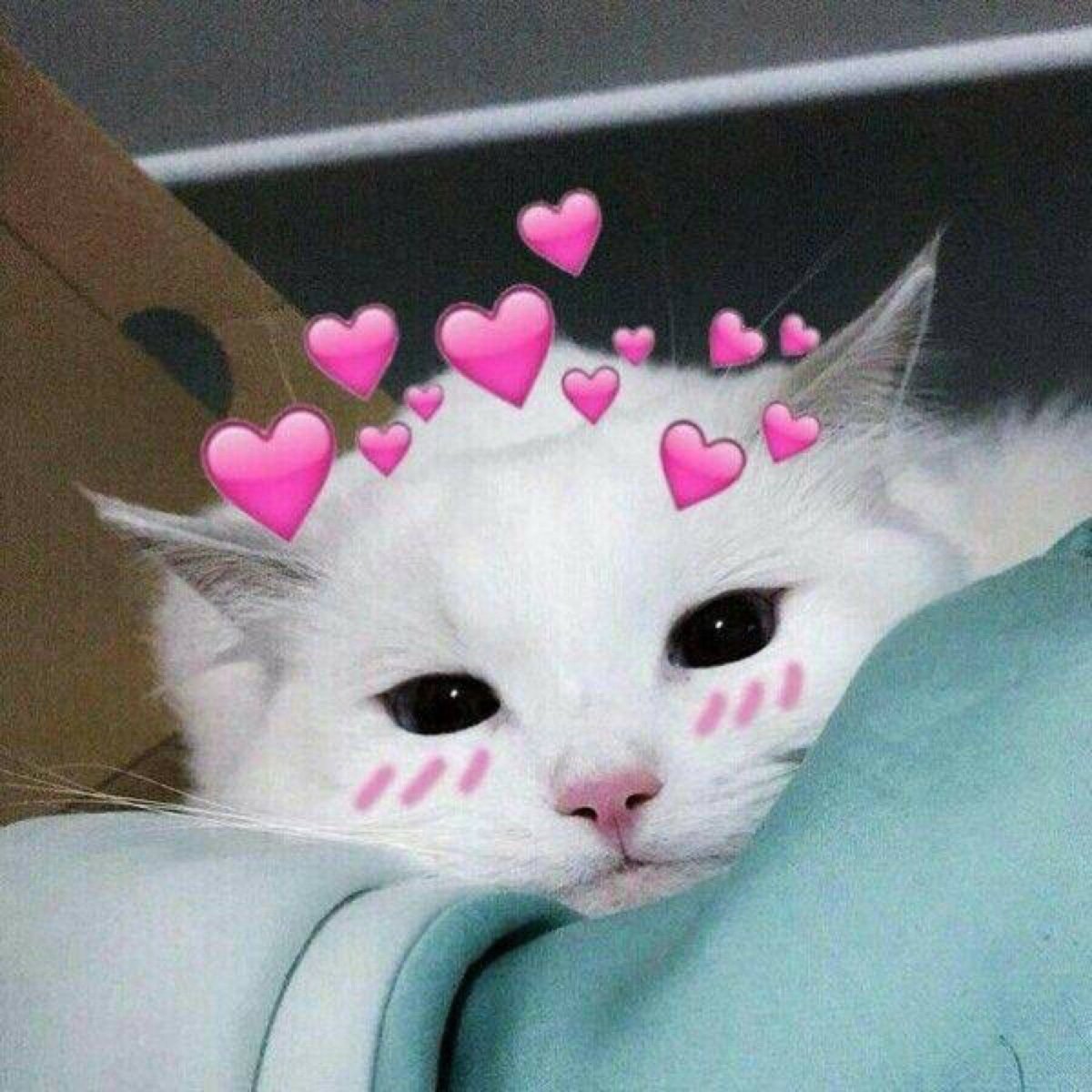 Милые пикчи с котятами