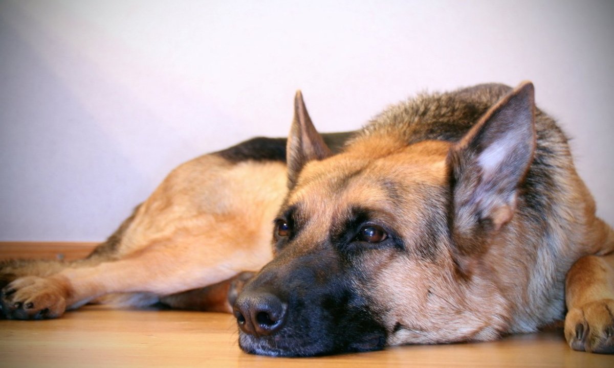 Беременная овчарка