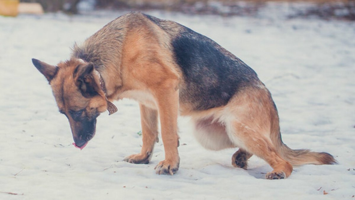I always want a German Shepherd