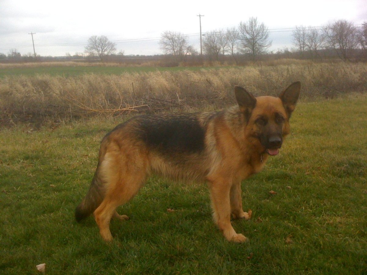 Беременные овчарки