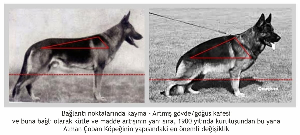 Собака окрасов порода немецкая овчарка