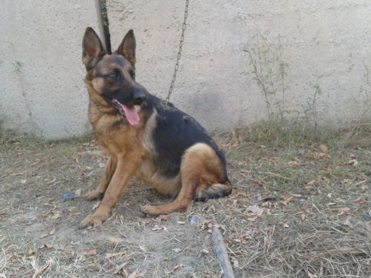 Беременные немецкие овчарки