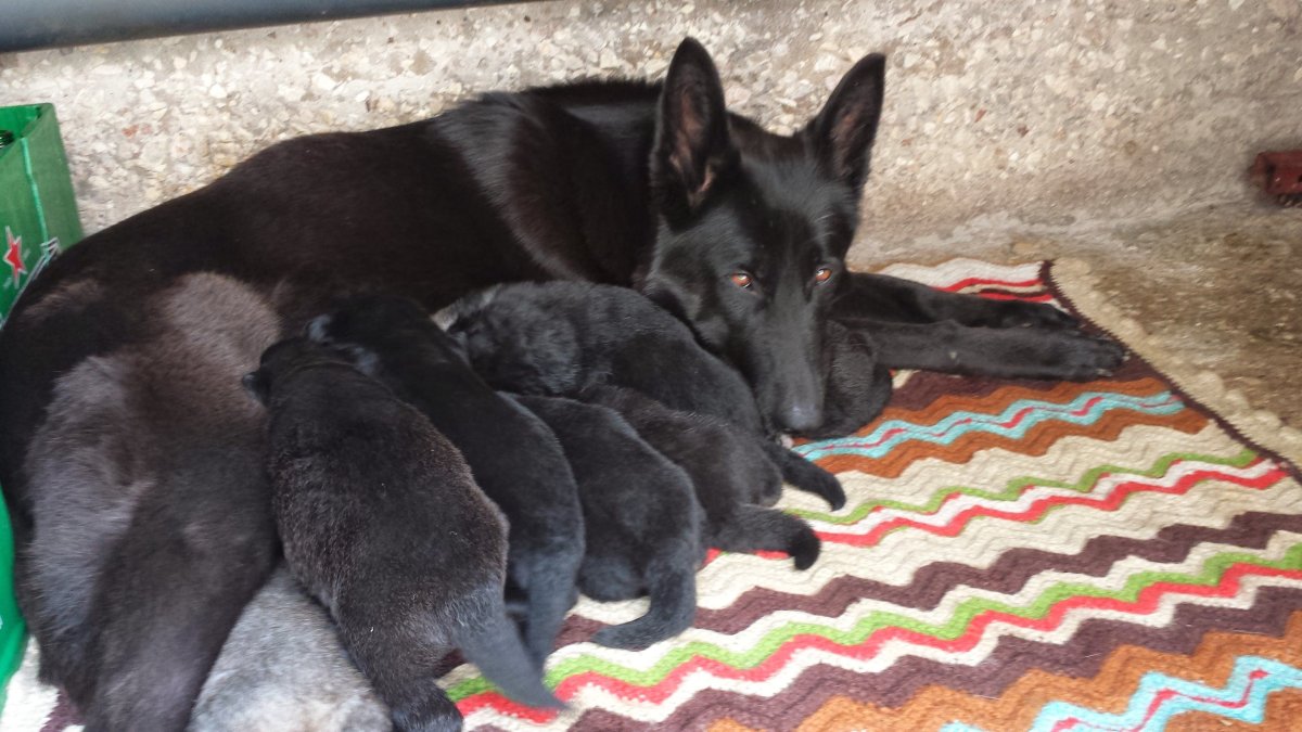 Овчарка Квазимодо