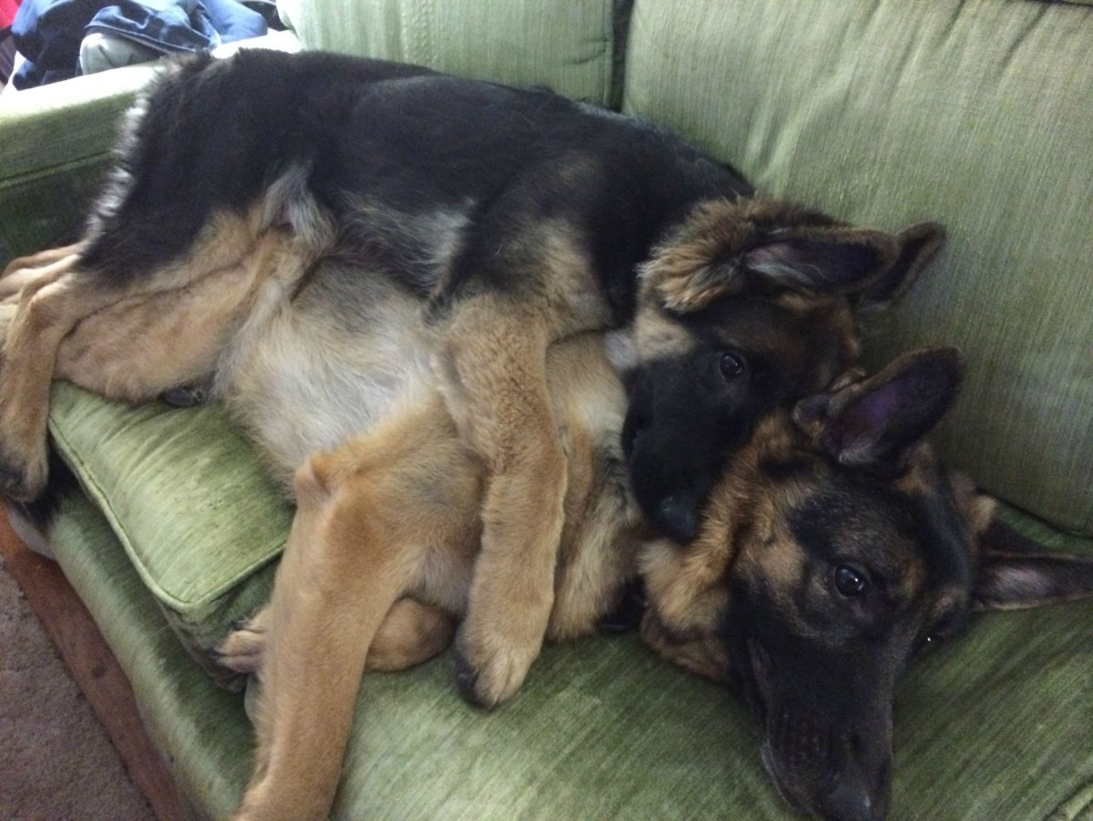 Детеныш немецкой овчарки