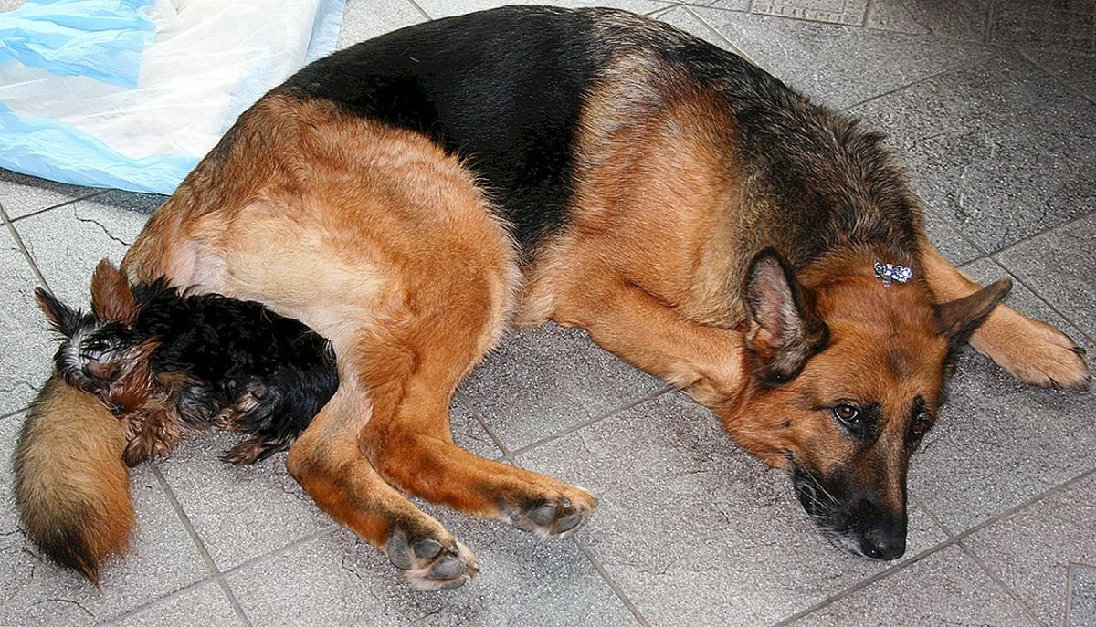 Истощенная немецкая овчарка