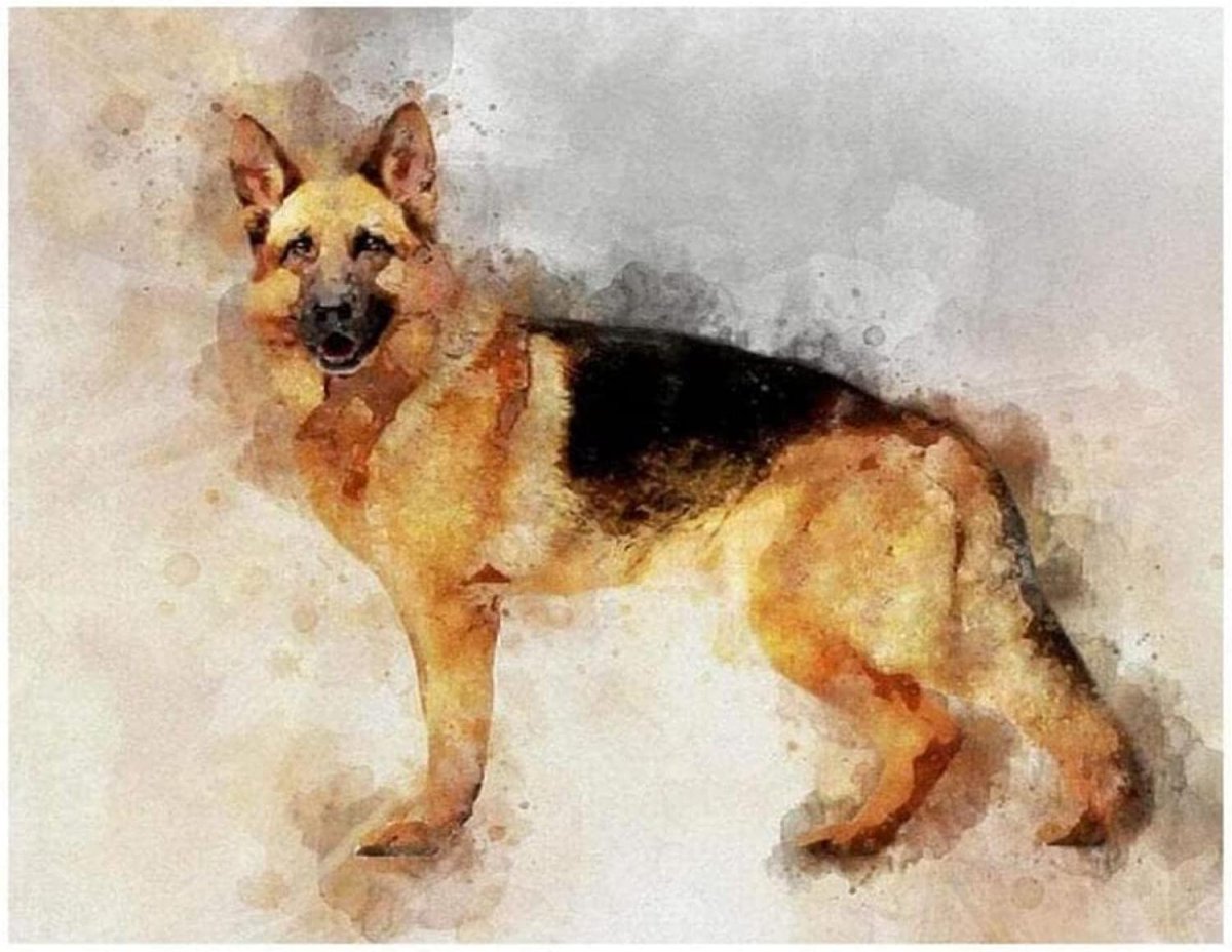 Немецкая овчарка Макс