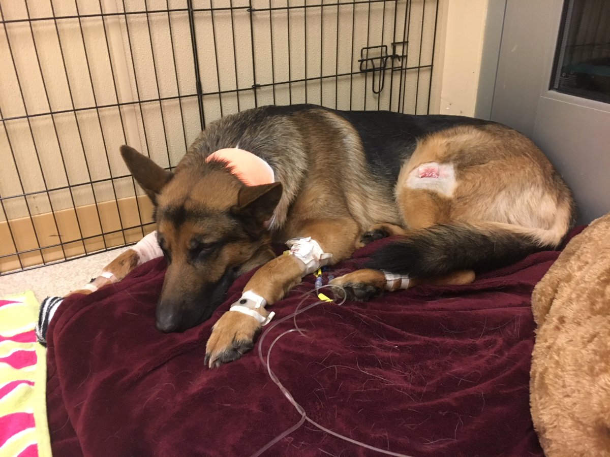 Сколько собаки вынашивают щенков немецкой овчарки