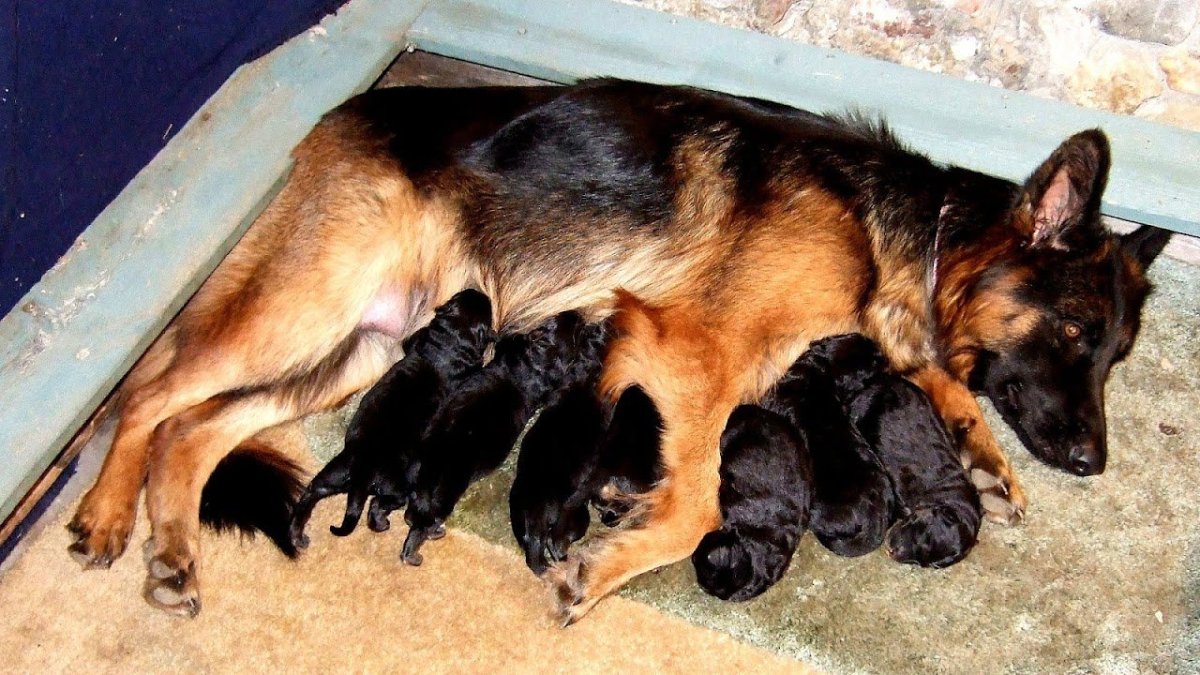 Беременная немецкая овчарка