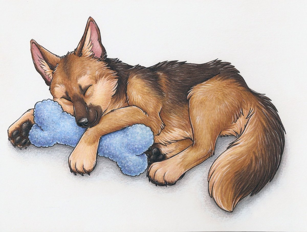 Немецкая овчарка спит