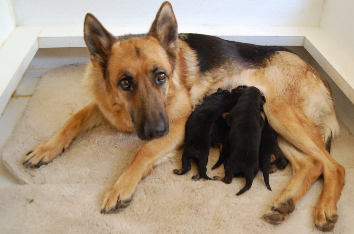 Хроники стаи арт Бруно