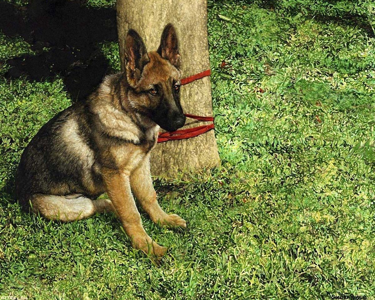 Немецкая овчарка в клинике