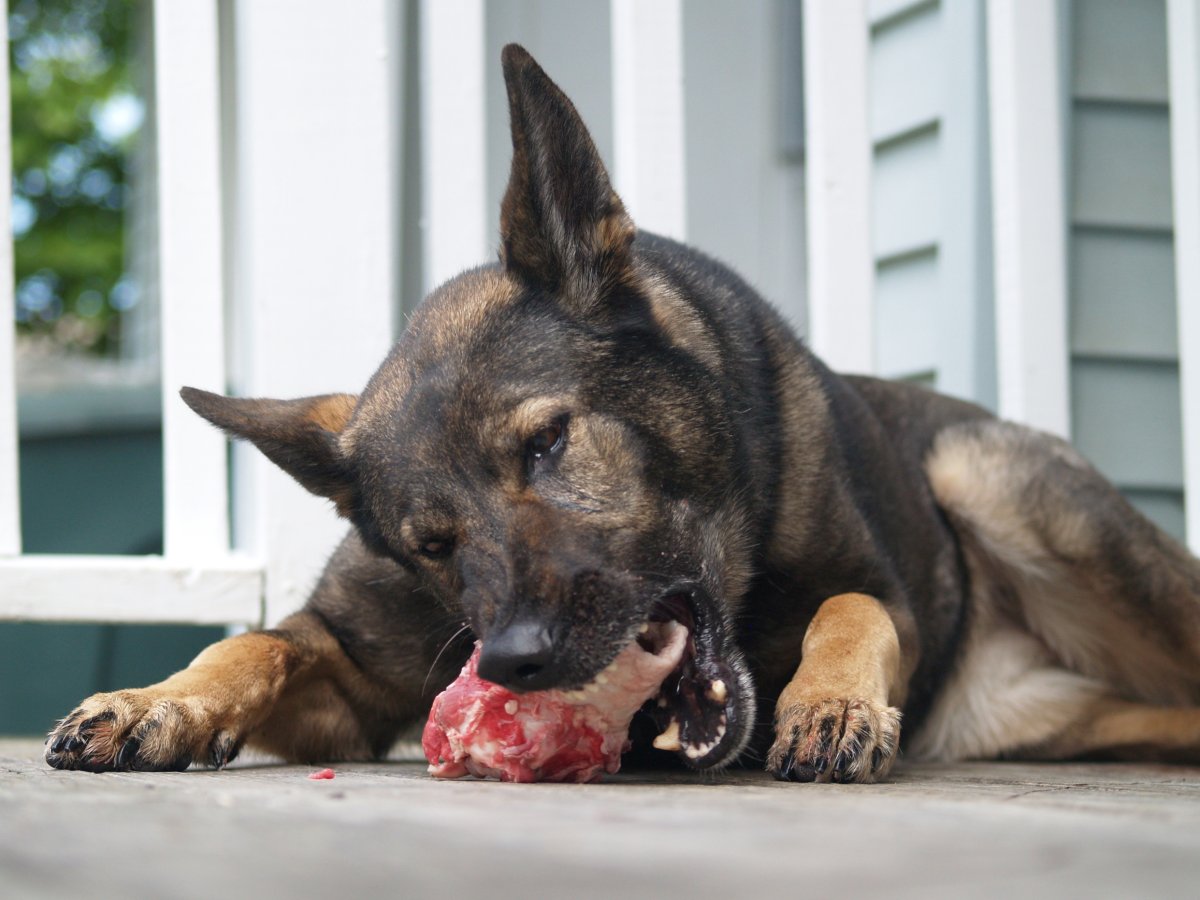 Девушка с овчаркой без лица