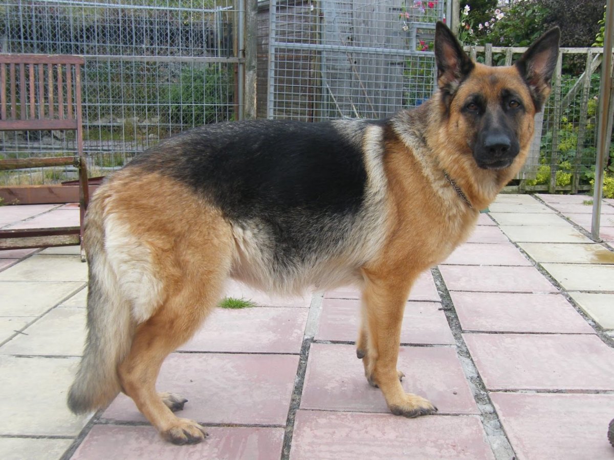 Щенок овчарки