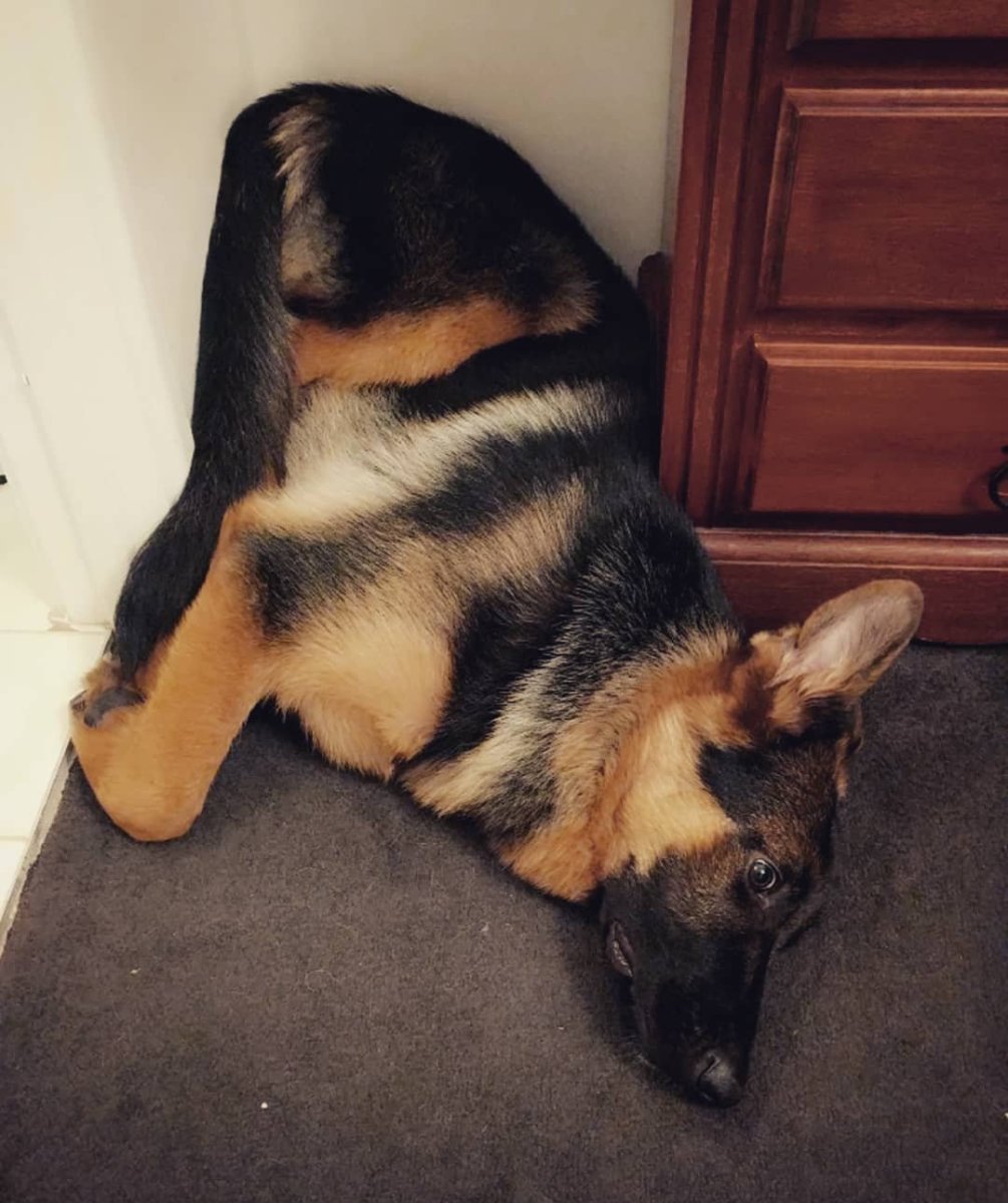 Щенки Восточно европейской овчарки Новорожденные