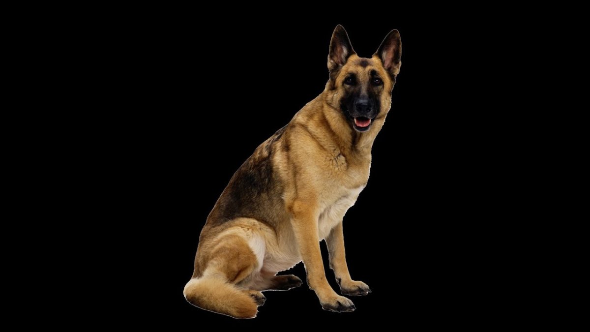 Силуэт немецкой овчарки