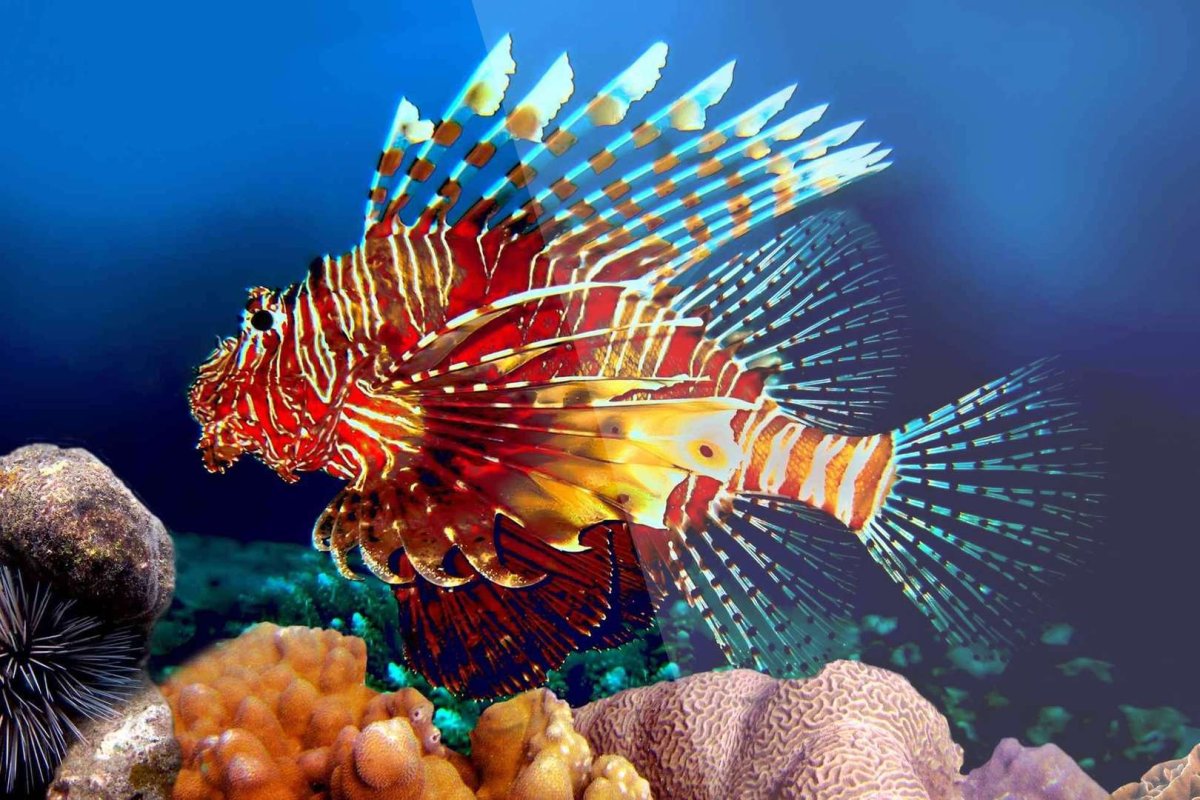 Экзотические рыбки